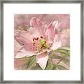 Spring Pink Framed Print