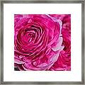 Spring Pink Roses Framed Print