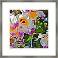 Spring Show 15 Brazilian Orchid Framed Print