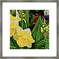 Spring Show 17 Narcissus 1 Framed Print