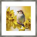 Spring Sparrow Framed Print