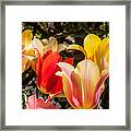 Spring Tuliips Framed Print