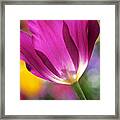Spring Tulip - Square Framed Print