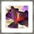Spring Tulips - Photopower 3025 Framed Print