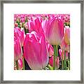 Spring's Standing Ovation In Pink Framed Print