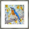 Springtime Eastern Bluebird Framed Print