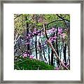 Springtime In The Mountains 2 Framed Print