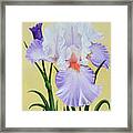 Springtime Iris Framed Print
