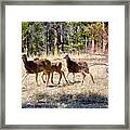 Springtime Mule Deer In The Pike National Forest Framed Print