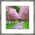 Spring Mystery Framed Print