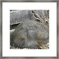 Springtime Rabbit Framed Print