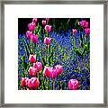 Springtime Tulips Framed Print