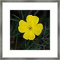 Square-bud Primrose Flower Framed Print