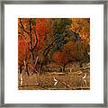 Squaw Creek Egrets Framed Print