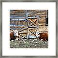 Squires Herefords By The Rustic Barn Framed Print