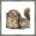 Squirrel And Guinea Framed Print