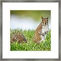 Squirrel- Ellen Framed Print