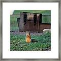Squirrel In Campsite Framed Print