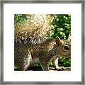 Squirrel In The Sunshine Framed Print