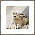 Squirrel Framed Print