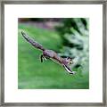 Squirrel Jumping To Safe Haven Framed Print