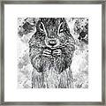 Squirrel Snacking Framed Print