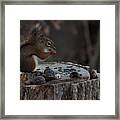 Squirrel Stocking Up For Winter Framed Print
