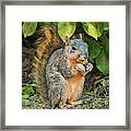 Squirrel Under Bush Framed Print