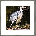St James Park Heron Framed Print