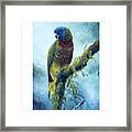 St. Lucia Parrot - Majestic Framed Print