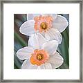Stacked Daffodils Framed Print