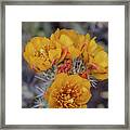 Staghorn Cholla Blossoms 5 Framed Print