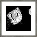 Stalker Cat Framed Print