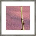 Stalking In A Pink Marsh Framed Print