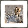 Stalking Framed Print