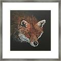 Red Fox In Stalking Mode Framed Print