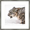 Stalking Snow Leopard Framed Print