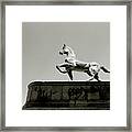 Stallion In Motion Framed Print