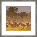 Stampede-serengeti Plain Framed Print