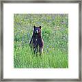 Standing Black Bear Framed Print