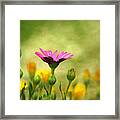 Standing Out Framed Print