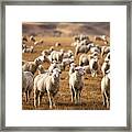 Standing Out In The Herd Framed Print