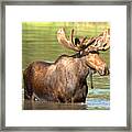 Standing Proud In Fishercap Lake Framed Print