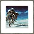Standing Tall In Winter Framed Print