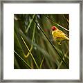 Star Finch Male Framed Print