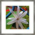 Star Jasmine Flower Framed Print