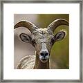 Stare Down Framed Print