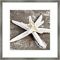 Starfish And Bubbles Framed Print