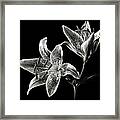Stargazer Lily In Black And White Framed Print