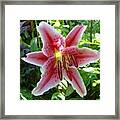 Stargazer Lily Framed Print